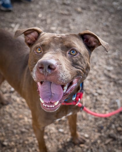 Photo of Trapp, adoptable dog in Chamblee, Georgia