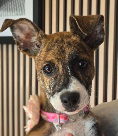 Photo of Joey- brindle princess, adoptable Plott Hound in Oakhurst, New Jersey