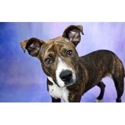 Photo of Cocoa, adoptable American Staffordshire Terrier in Ft Lauderdale, Florida