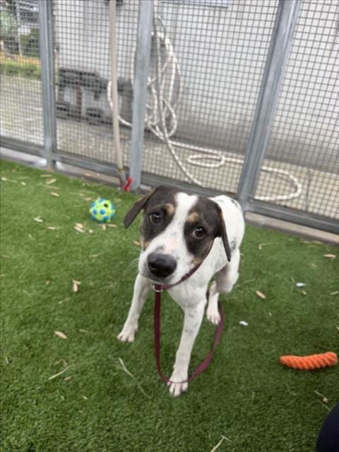 Photo of Indiana, adoptable Jack Russell Terrier (Parson Russell Terrier) in Chatsworth, California