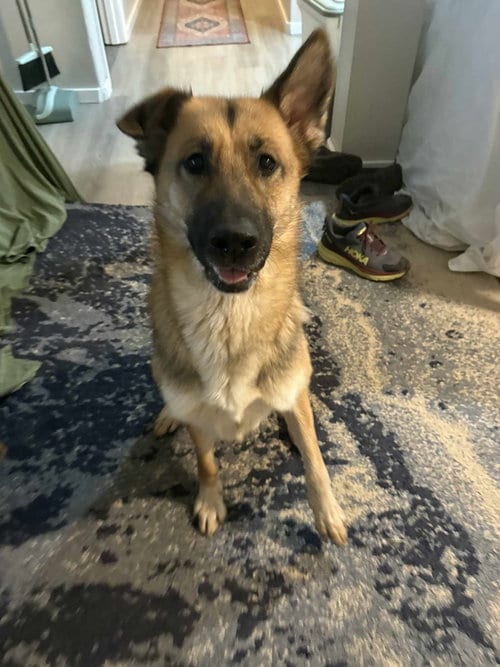 Photo of Baby, adoptable German Shepherd Dog in Seattle, Washington