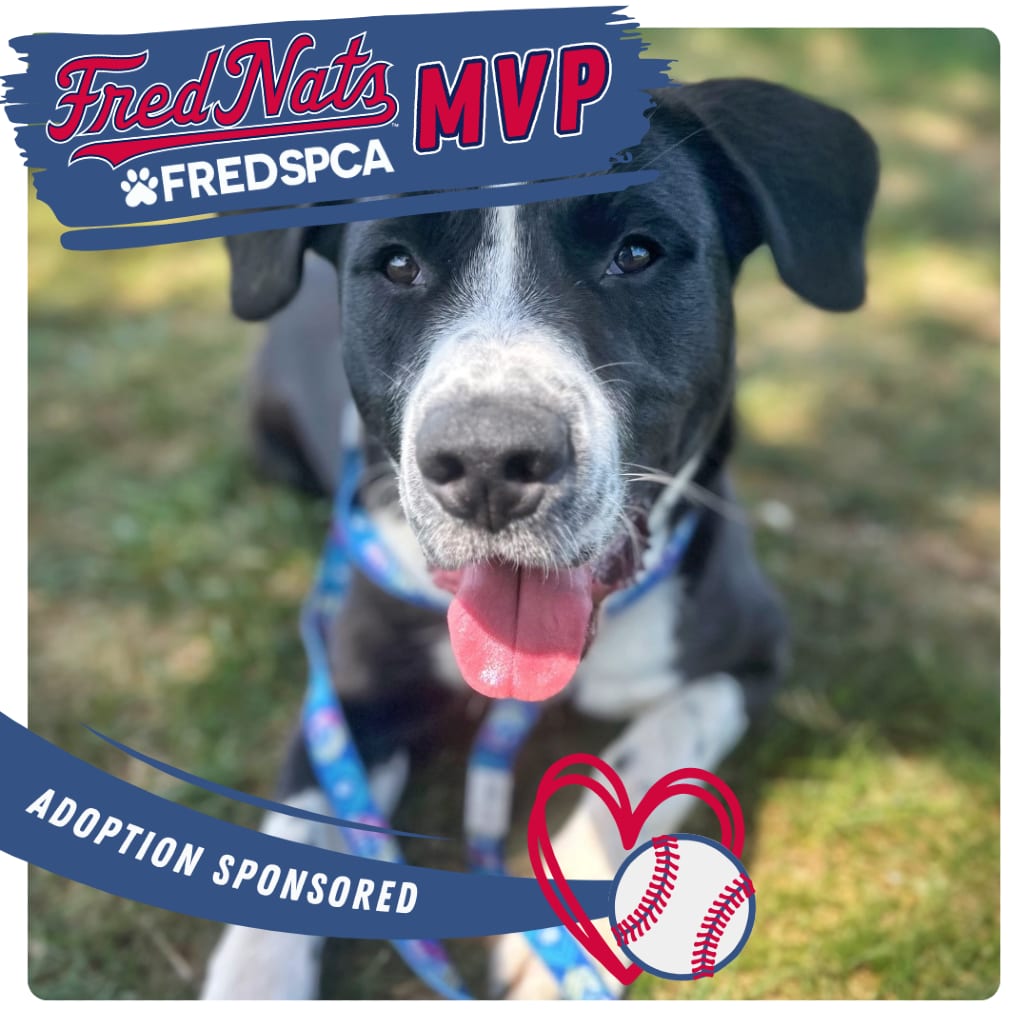 Photo of Moose Track, adoptable Mixed Breed (Large) in Fredericksburg, Virginia