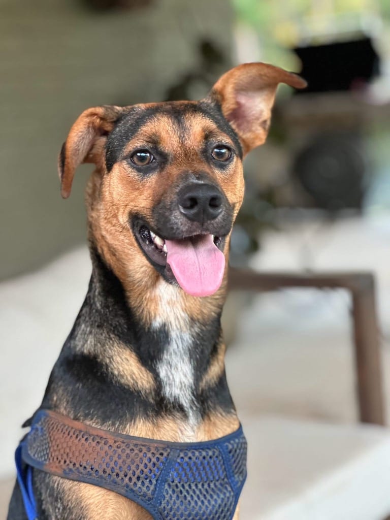 Photo of Wallaby, adoptable Australian Cattle Dog/Blue Heeler in Nacogdoches, Texas