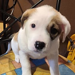 Photo of Duchess meet me 2/6, adoptable Australian Cattle Dog in North Haven, Connecticut