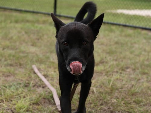 Photo of Rook, adoptable Akita in Ocala, Florida