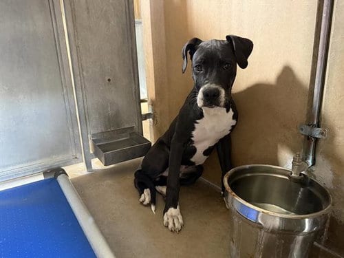 Photo of A275467, adoptable Great Dane in Chula Vista, California