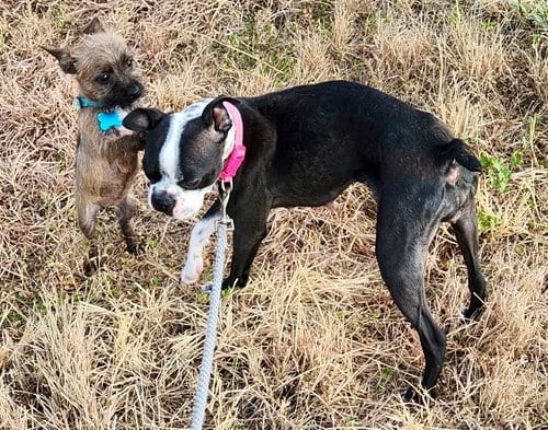 Photo of Chewy, adoptable Boston Terrier in Plano, Texas