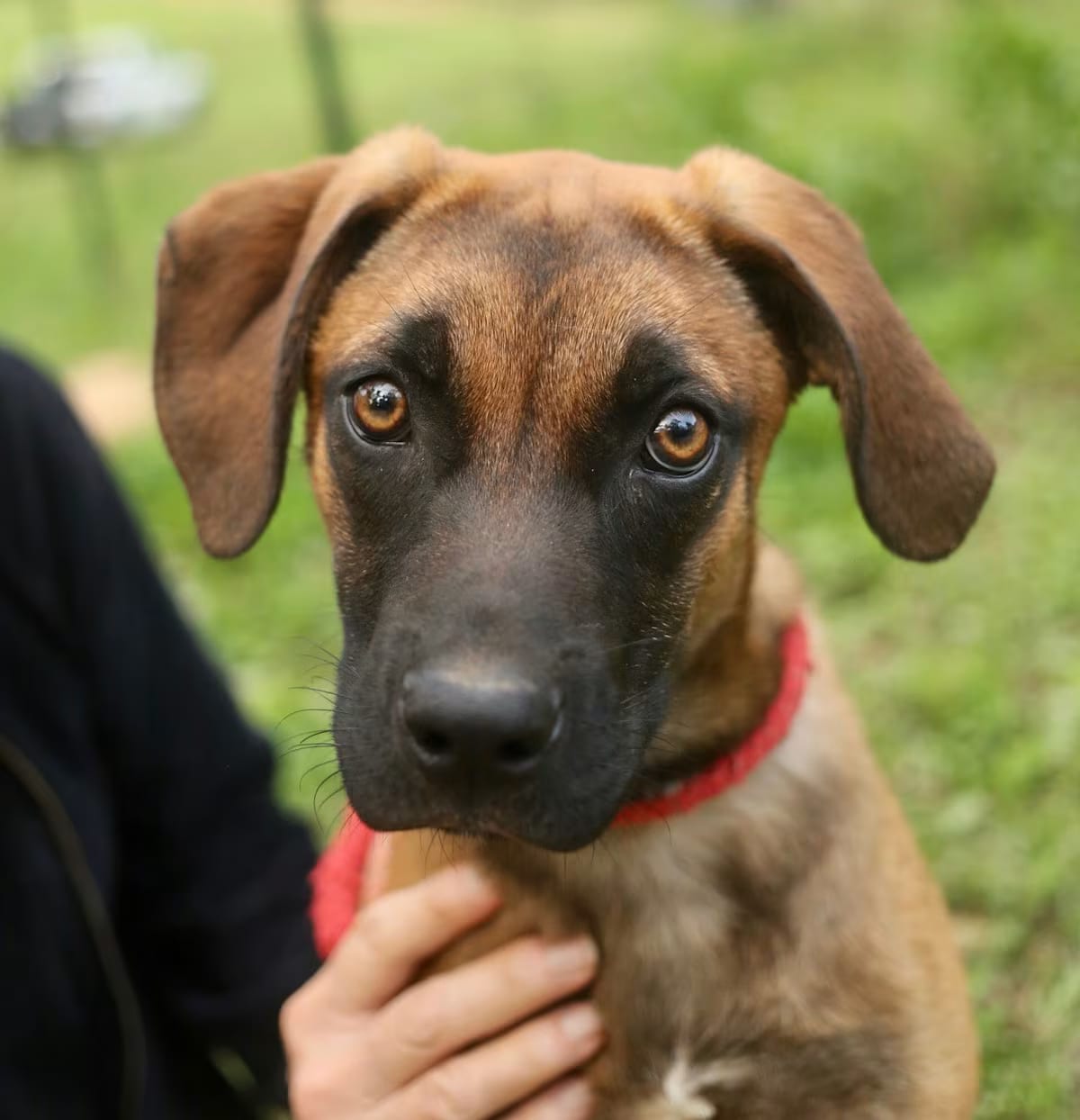 Photo of Elijah, adoptable Shepherd (Unknown Type)/Hound (Unknown Type) in Johnston, Rhode Island
