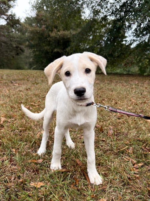 Photo of Sunny, adoptable Golden Retriever in Attalka, Alabama