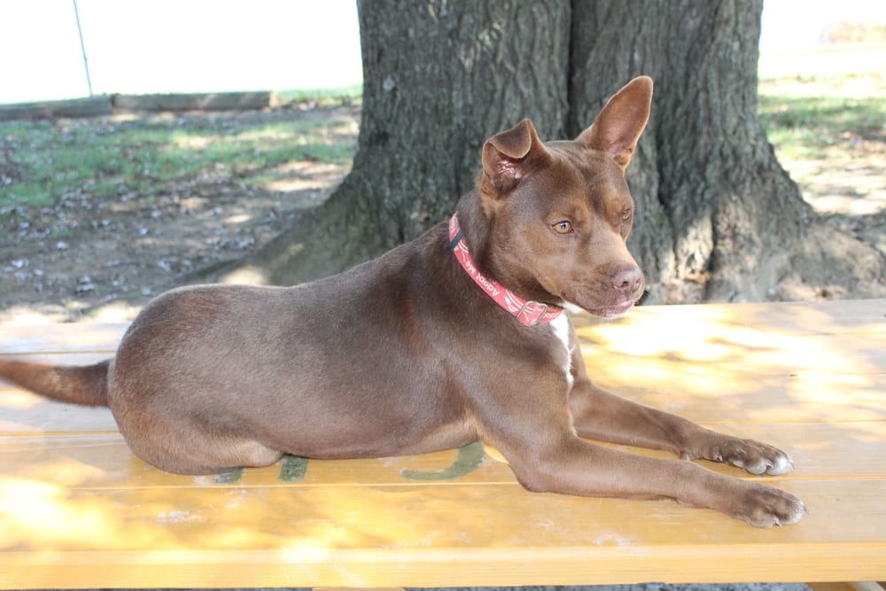 Photo of Dalton, adoptable Pit Bull Terrier in Linton, Indiana