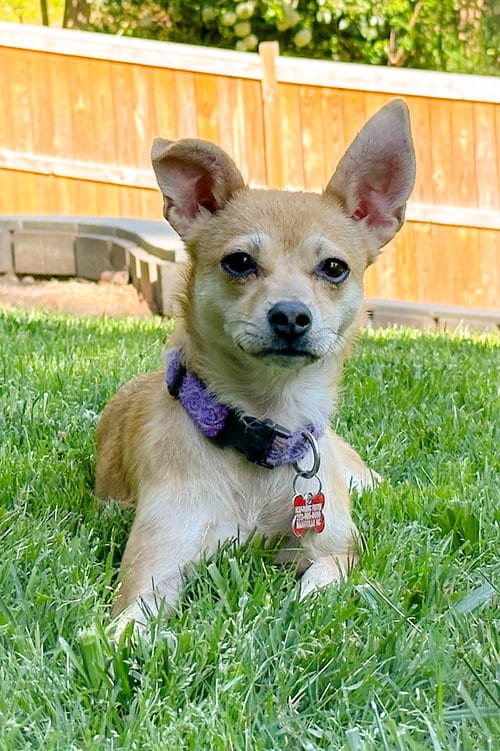 Photo of Ellen, adoptable Chihuahua in Holly Springs, North Carolina