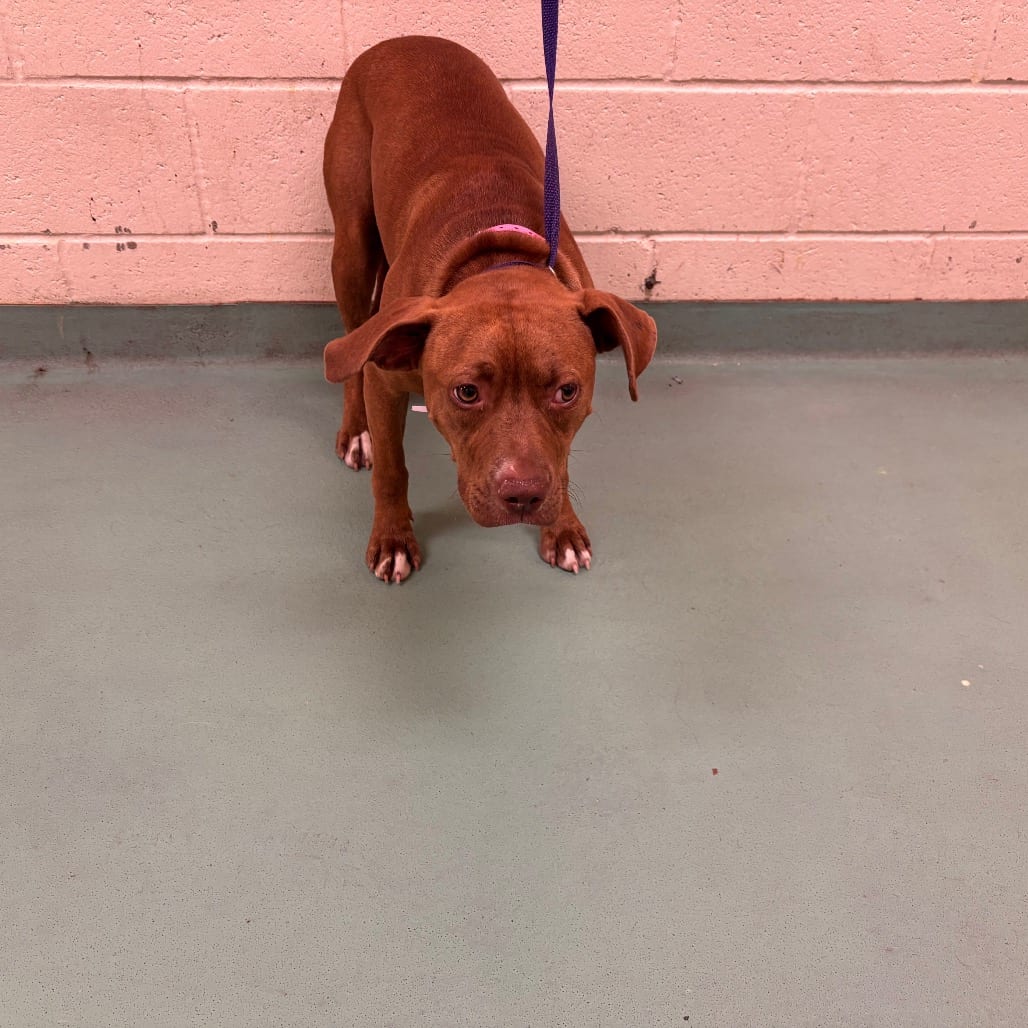 Photo of Flopsy, adoptable Mixed Breed (Medium)