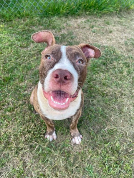 Photo of A522348, adoptable Pit Bull Terrier in Wilmington, North Carolina