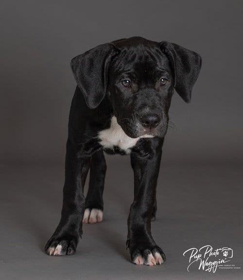Photo of Pam, adoptable Labrador Retriever in Claremore, Oklahoma