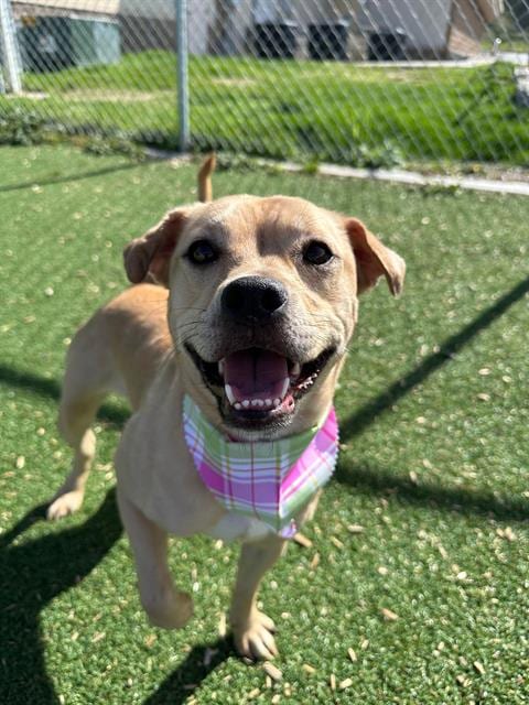 Photo of Astrid, adoptable Chinese Shar-Pei in Fruit Heights, Utah