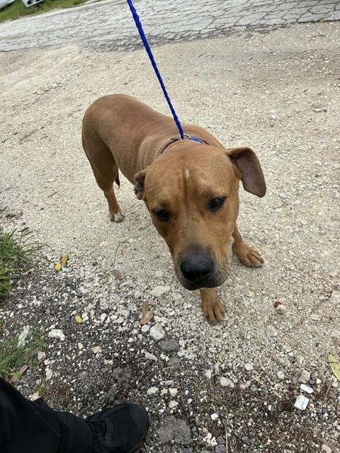 Photo of Honey, adoptable Labrador Retriever in Miami, Florida