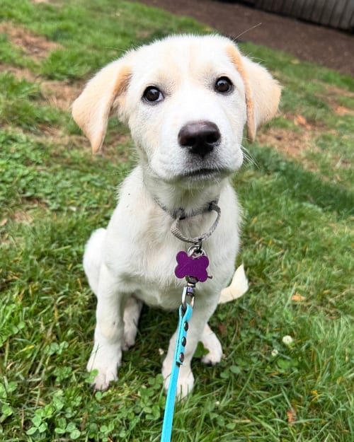 Photo of Lilly, adoptable Labrador Retriever in Seattle, Washington