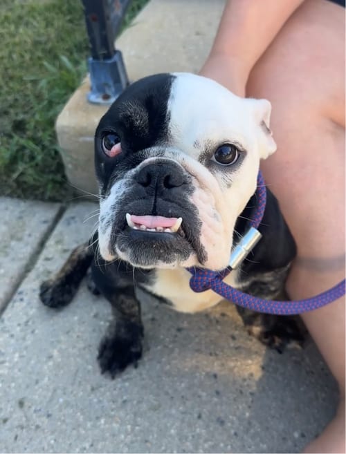 Photo of Winnie, adoptable Bulldog in Chambersburg, Pennsylvania