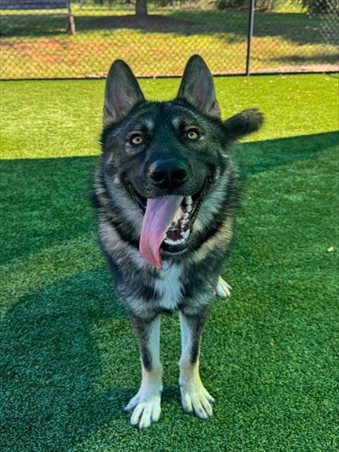 Photo of Chief, adoptable German Shepherd Dog in Statesville, North Carolina