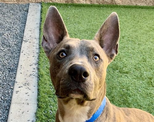 Photo of Ruff, adoptable Pit Bull Terrier in Moreno Valley, California