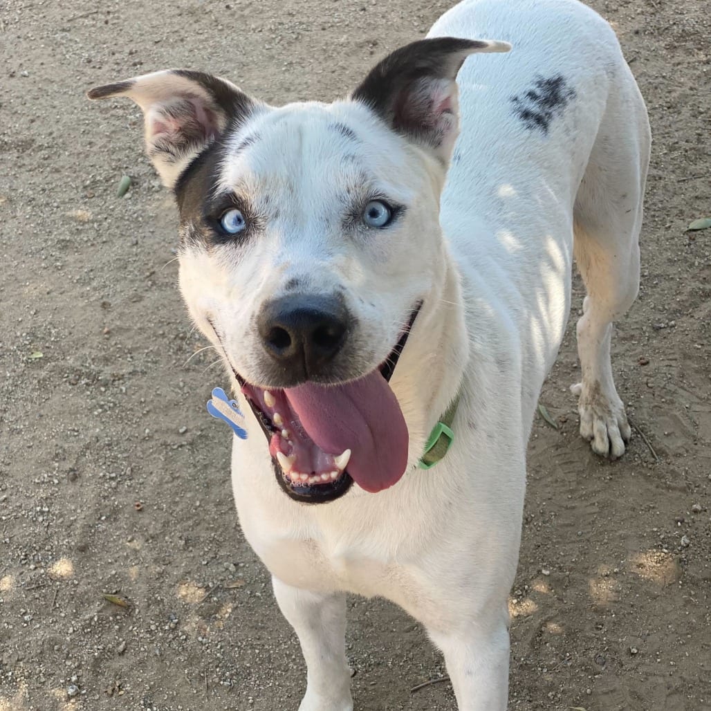 Photo of Frost Bite, adoptable Terrier, Pit Bull / Mixed Breed (Large) in Riverside, California