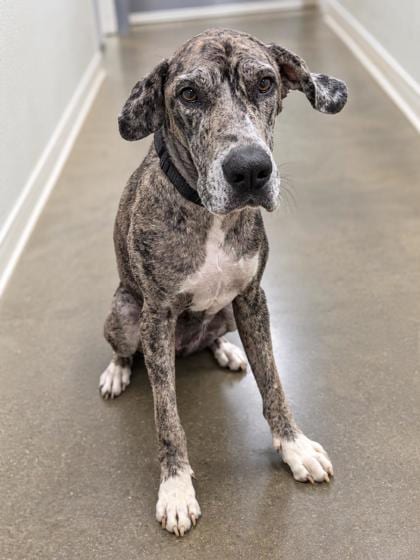 Photo of Lisa, adoptable Great Dane in New Orleans, Louisiana
