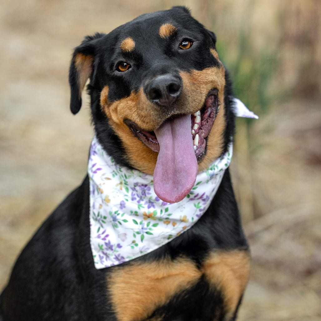 Photo of Brownie, adoptable Rottweiler / Mixed Breed (Large) in California, California