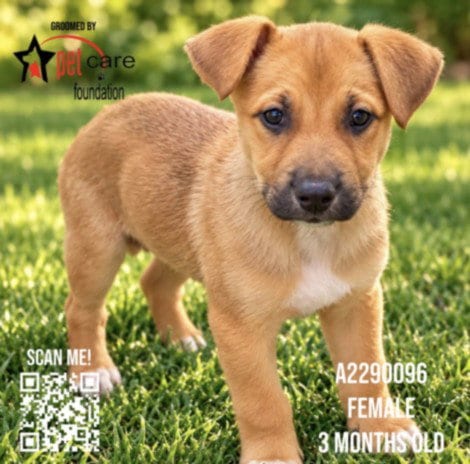 Photo of Martini, adoptable German Shepherd Dog in Los Angeles, California