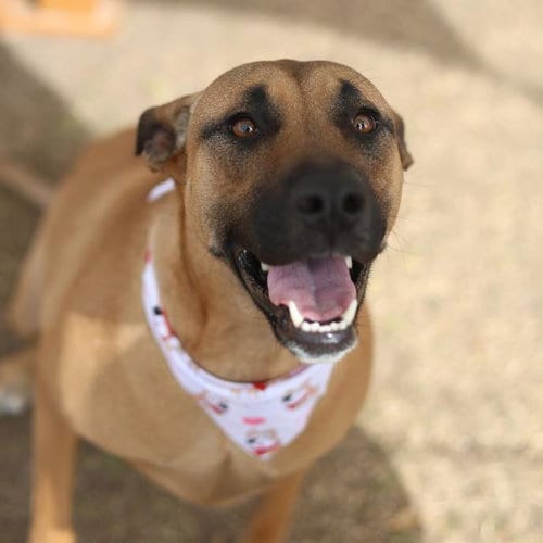 Photo of Lulu, adoptable Belgian Shepherd Malinois in San Antonio, Texas