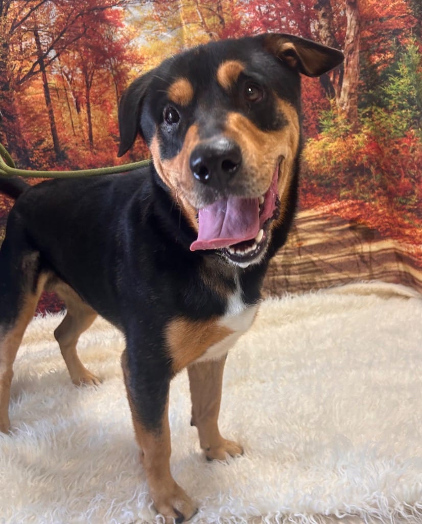 Photo of Clark, adoptable Rottweiler in New Cumberland, West Virginia
