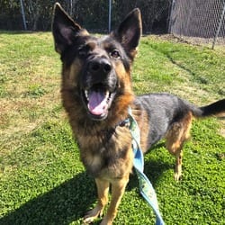 Photo of Louis, adoptable German Shepherd Dog in Champaign, Illinois