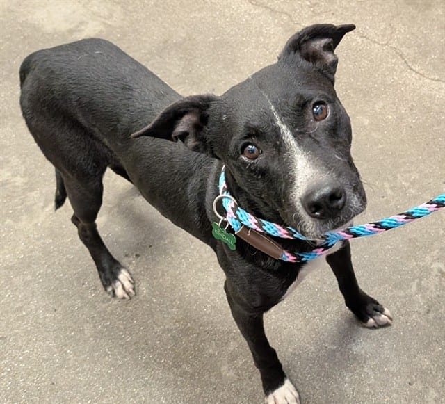 Photo of Bravo, adoptable dog