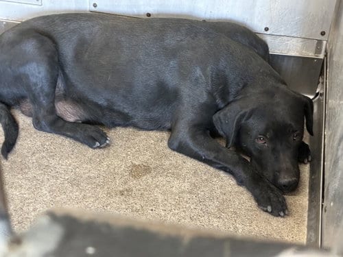 Photo of Pudding, adoptable Labrador Retriever in San Bernardino, California
