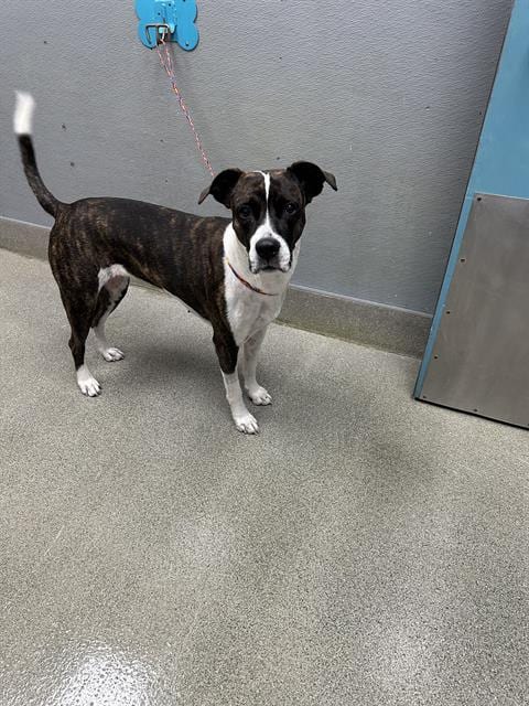 Photo of Rainbow Sparkles, adoptable Boxer in Las Vegas, Nevada