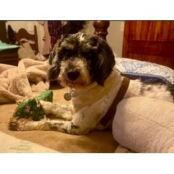 Photo of Bailee, adoptable Poodle (Miniature) Schnauzer (Miniature) in Irmo, South Carolina