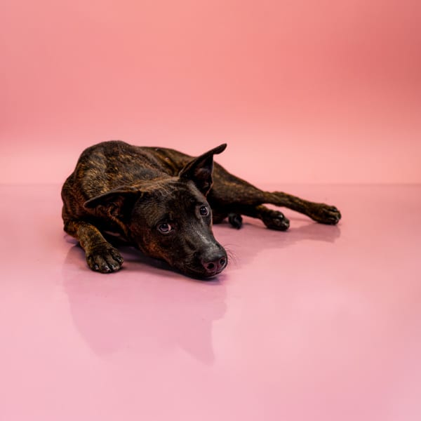 Photo of Birch, adoptable Pit Bull cross in Lawrenceville, Georgia
