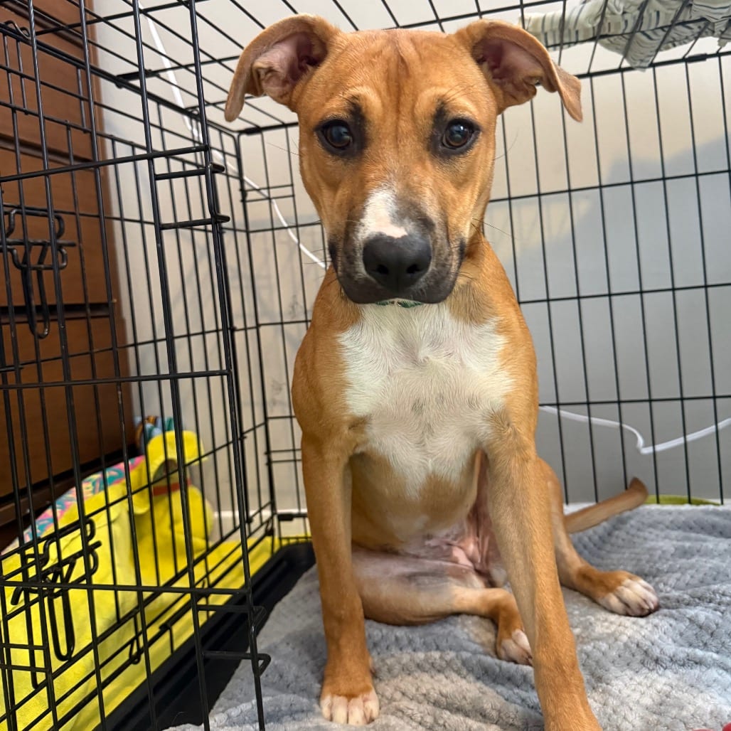 Photo of Shirley, adoptable Terrier, American Pit Bull in Greensboro, North Carolina