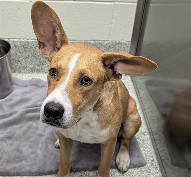 Photo of Oliver, adoptable dog