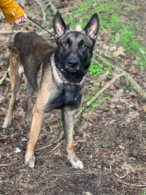 Photo of Mateo, adoptable Belgian Shepherd Malinois in Dana Point, California