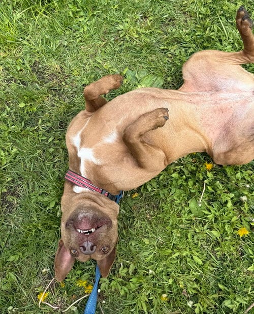 Photo of Destiny, adoptable American Pit Bull Terrier in Elmsford, New York