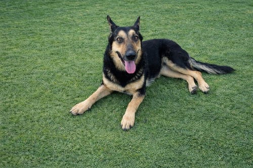 Photo of Dakota, adoptable Shepherd in La Verne, California