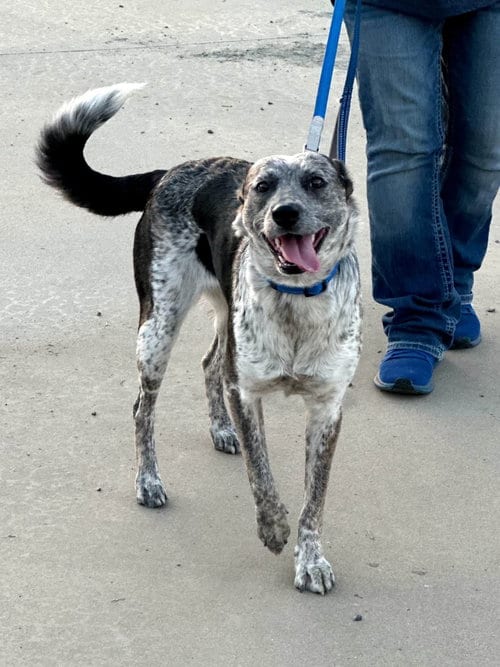 Photo of Oaklie, adoptable Australian Cattle Dog/Blue Heeler in Paso Robles, California