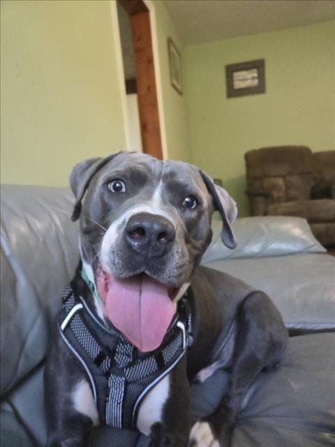 Photo of Prince, adoptable American Pit Bull Terrier in Derwood, Maryland
