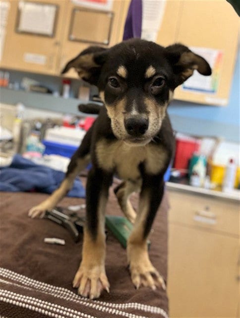 Photo of Ferb Flynn, adoptable German Shepherd Dog in Riverside, California