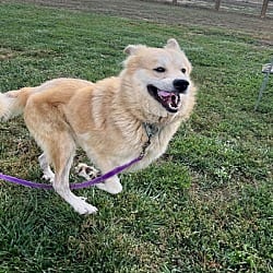 Photo of Britely, adoptable Great Pyrenees in Fort Collins, Colorado