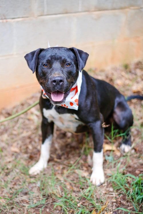 Photo of Andy, adoptable Terrier in Greenville, South Carolina