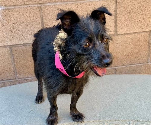 Photo of Angel, adoptable Terrier in Moreno Valley, California