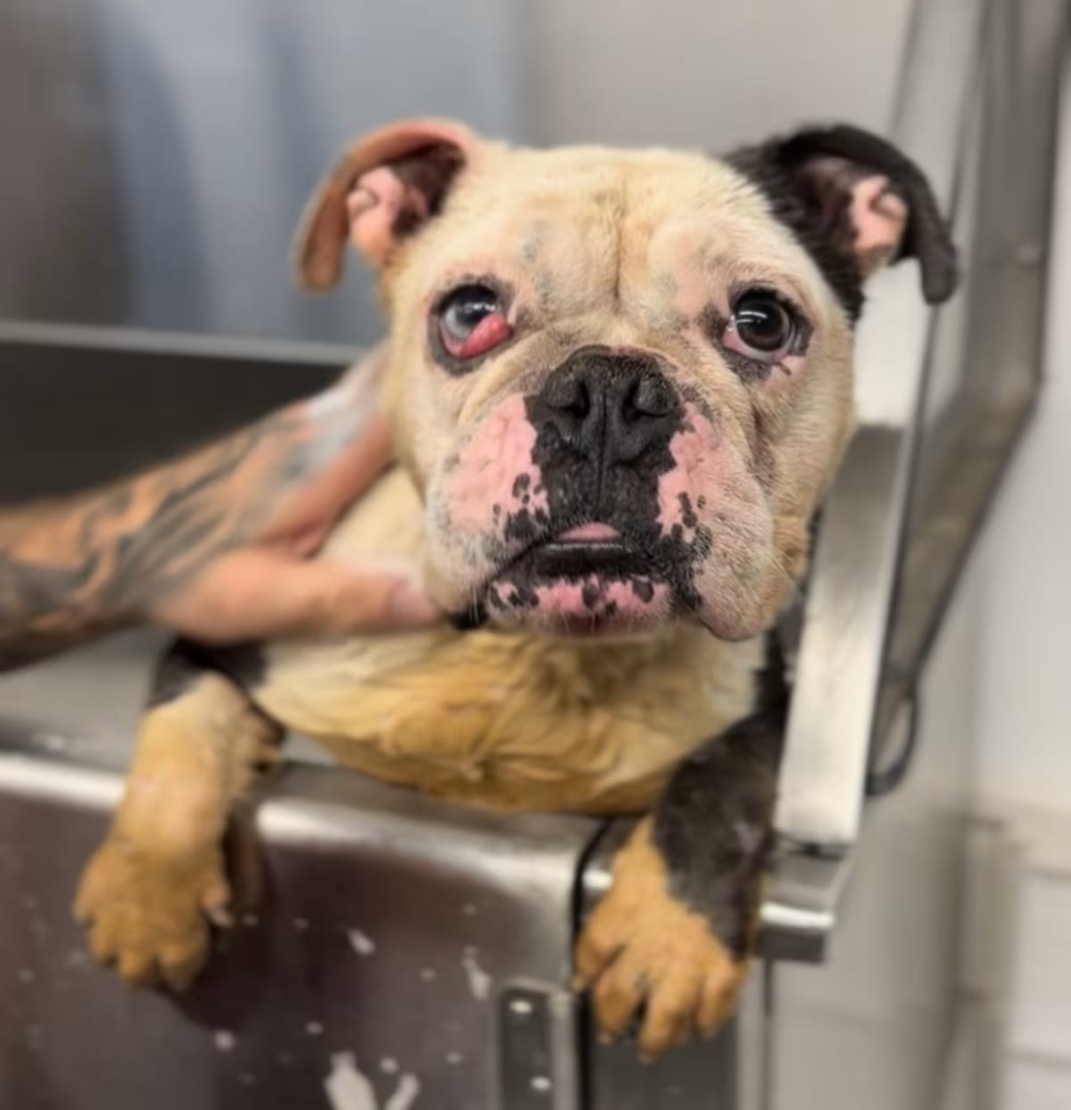 Photo of Stassi, adoptable English Bulldog/French Bulldog in Ventura, California
