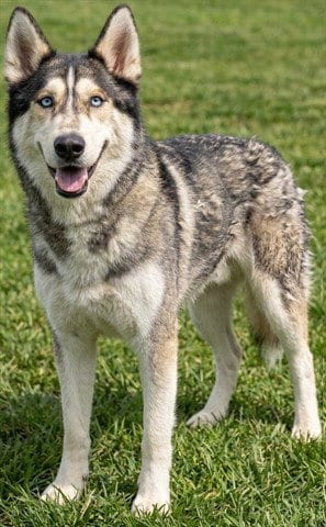 Photo of Togo, adoptable Siberian Husky in Akron, Ohio