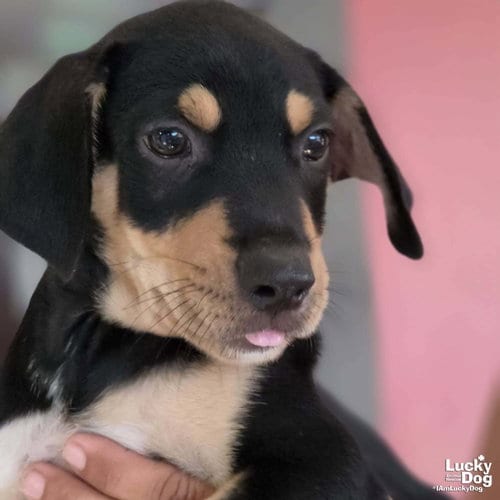 Photo of Aaron, adoptable Labrador Retriever in Washington, District of Columbia